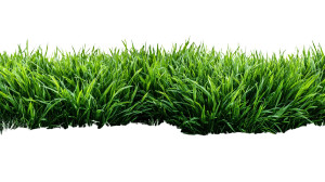 Green Grass Lawn Vinyl Car Decal Sticker – Waterproof & UV-Resistant 8"