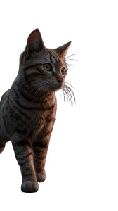 Alert Tabby Cat Vinyl Car Decal Sticker – Waterproof & UV-Resistant 8"