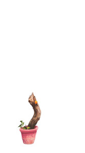 Citrus Tree Greece Vinyl Car Decal Sticker – Waterproof & UV-Resistant 8"