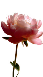Blooming Peony Vinyl Car Decal Sticker – Waterproof & UV-Resistant 8" Blooming Peony Vinyl Car Decal Sticker – Waterproof & UV-Resistant 8"