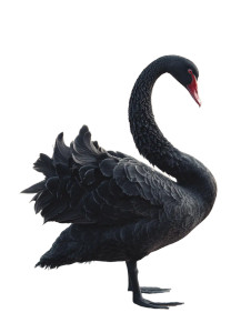 Black Swan Vinyl Car Decal Sticker – Waterproof & UV-Resistant 8"