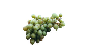 Hand Holding Grapes Vinyl Car Decal Sticker – Waterproof & UV-Resistant 8"