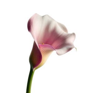 Pink Calla Lily V2 Vinyl Car Decal Sticker – Waterproof & UV-Resistant 8"