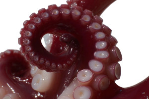 Octopus Tentacle Close-Up Vinyl Car Decal Sticker – Waterproof & UV-Resistant 8" Octopus Tentacle Close-Up Vinyl Car Decal Sticker – Waterproof & UV-Resistant 8"