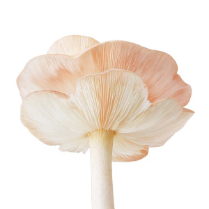 Mushroom V2 Vinyl Car Decal Sticker – Waterproof & UV-Resistant 8"