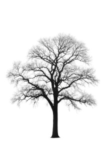 Tall Thin Oak Vinyl Car Decal Sticker – Waterproof & UV-Resistant 8"
