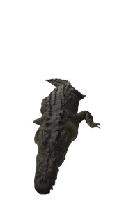 Giant Crocodile Emerges Vinyl Car Decal Sticker – Waterproof & UV-Resistant 8"