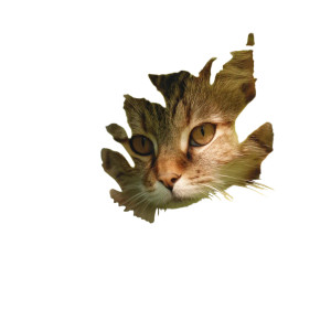 Mischievous Fern Cat Vinyl Car Decal Sticker – Waterproof & UV-Resistant 8"