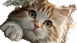 Fluffy White Kitten V4 Vinyl Car Decal Sticker – Waterproof & UV-Resistant 8"