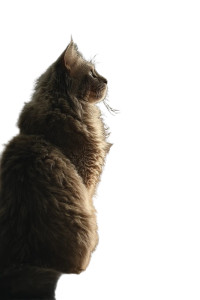 Ragdoll Cat Kaiju V3 Vinyl Car Decal Sticker – Waterproof & UV-Resistant 8"