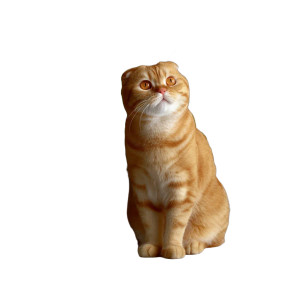 Scottish Fold Cat V7 Vinyl Car Decal Sticker – Waterproof & UV-Resistant 8"