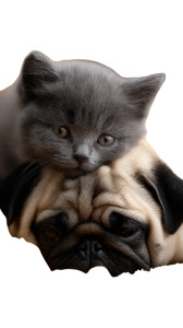 Cuddling Kittens Puppies Vinyl Car Decal Sticker – Waterproof & UV-Resistant 8" Cuddling Kittens Puppies Vinyl Car Decal Sticker – Waterproof & UV-Resistant 8"