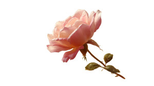 Pink Rose Bouquet Vinyl Car Decal Sticker – Waterproof & UV-Resistant 8" Pink Rose Bouquet Vinyl Car Decal Sticker – Waterproof & UV-Resistant 8"