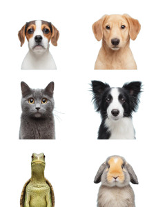 Pet Icons Set Vinyl Car Decal Sticker – Waterproof & UV-Resistant 8"