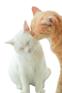 Loving Cats Duo V2 Vinyl Car Decal Sticker – Waterproof & UV-Resistant 8"