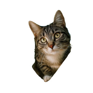 Cute Tree Cat Vinyl Car Decal Sticker – Waterproof & UV-Resistant 8"