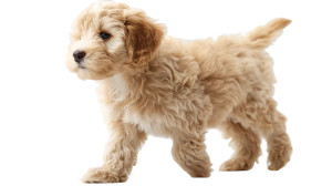 Fluffy Doodle Puppy Vinyl Car Decal Sticker – Waterproof & UV-Resistant 8"