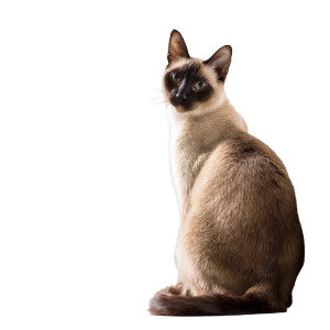 Siamese Cat Portrait Vinyl Car Decal Sticker – Waterproof & UV-Resistant 8"