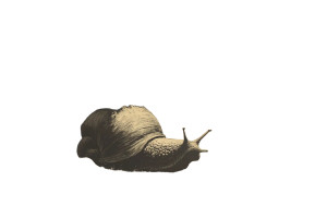 Giant Slug Bonsai Vinyl Car Decal Sticker – Waterproof & UV-Resistant 8"