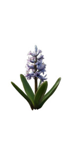 Hyacinth Flower Vinyl Car Decal Sticker – Waterproof & UV-Resistant 8"