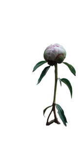 Walking Peony Bud Vinyl Car Decal Sticker – Waterproof & UV-Resistant 8"
