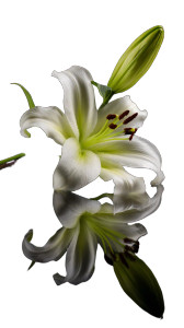 White Lily Flower Vinyl Car Decal Sticker – Waterproof & UV-Resistant 8"