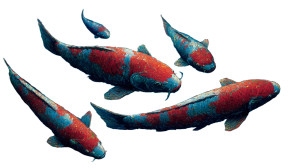 Cosmic Koi Fish Vinyl Car Decal Sticker – Waterproof & UV-Resistant 8"