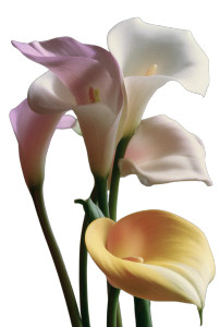 Decorated Calla Lily Vinyl Car Decal Sticker – Waterproof & UV-Resistant 8"