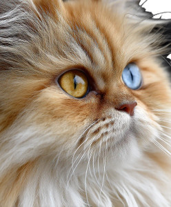 Persian Cat V3 Vinyl Car Decal Sticker – Waterproof & UV-Resistant 8" Persian Cat V3 Vinyl Car Decal Sticker – Waterproof & UV-Resistant 8"