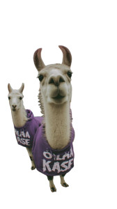 Angry Llamas In Hoodies Vinyl Car Decal Sticker – Waterproof & UV-Resistant 8"