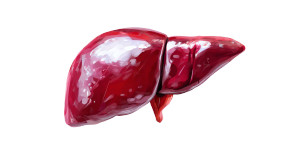 Liver Illustration Vinyl Car Decal Sticker – Waterproof & UV-Resistant 8" Liver Illustration Vinyl Car Decal Sticker – Waterproof & UV-Resistant 8"
