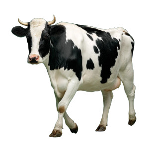 Holstein Cow Vinyl Car Decal Sticker – Waterproof & UV-Resistant 8" Holstein Cow Vinyl Car Decal Sticker – Waterproof & UV-Resistant 8"