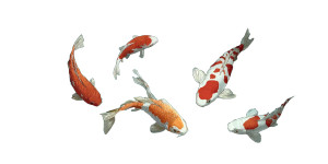 Serene Koi Pond V2 Vinyl Car Decal Sticker – Waterproof & UV-Resistant 8" Serene Koi Pond V2 Vinyl Car Decal Sticker – Waterproof & UV-Resistant 8"