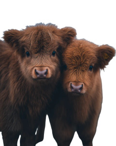 Fluffy Highland Calves Vinyl Car Decal Sticker – Waterproof & UV-Resistant 8"