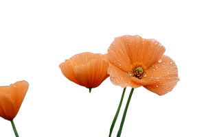 Rainy Poppies Close-Up Vinyl Car Decal Sticker – Waterproof & UV-Resistant 8"