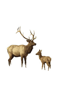 Rocky Mountain Elk Vinyl Car Decal Sticker – Waterproof & UV-Resistant 8" Rocky Mountain Elk Vinyl Car Decal Sticker – Waterproof & UV-Resistant 8"