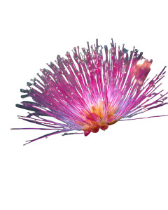 Pink Mimosa Bloom Vinyl Car Decal Sticker – Waterproof & UV-Resistant 8"