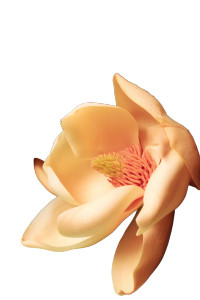 White Magnolia Bloom Vinyl Car Decal Sticker – Waterproof & UV-Resistant 8"