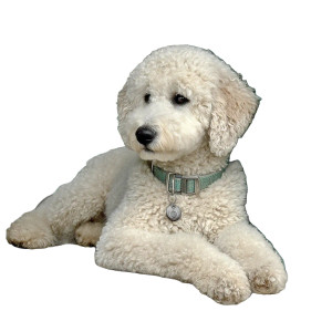 Big White Poodle V2 Vinyl Car Decal Sticker – Waterproof & UV-Resistant 8" Big White Poodle V2 Vinyl Car Decal Sticker – Waterproof & UV-Resistant 8"