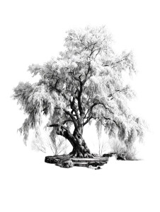 Willow Tree Drawing Vinyl Car Decal Sticker – Waterproof & UV-Resistant 8"