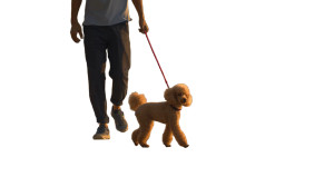 Man With Poodle V2 Vinyl Car Decal Sticker – Waterproof & UV-Resistant 8" Man With Poodle V2 Vinyl Car Decal Sticker – Waterproof & UV-Resistant 8"