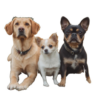 Three Funny Dogs Vinyl Car Decal Sticker – Waterproof & UV-Resistant 8"