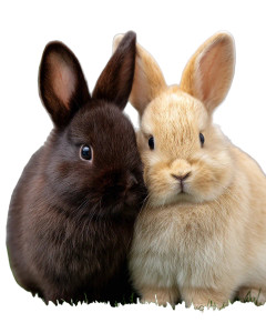 Dwarf Rabbits Together Vinyl Car Decal Sticker – Waterproof & UV-Resistant 8"