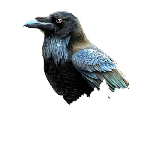 Vintage Raven T-Shirt Vinyl Car Decal Sticker – Waterproof & UV-Resistant 8"