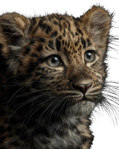 Baby Leopard Cub Vinyl Car Decal Sticker – Waterproof & UV-Resistant 8"