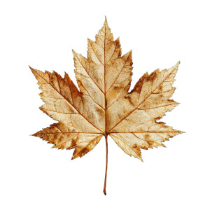 Gold Maple Leaf Vinyl Car Decal Sticker – Waterproof & UV-Resistant 8"
