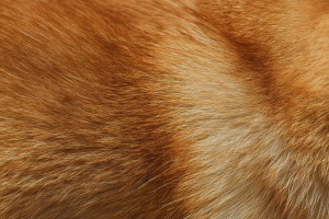 Red Shiba Inu Vinyl Car Decal Sticker – Waterproof & UV-Resistant 8"