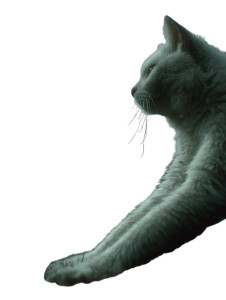 Stretching Cat Vinyl Car Decal Sticker – Waterproof & UV-Resistant 8" Stretching Cat Vinyl Car Decal Sticker – Waterproof & UV-Resistant 8"