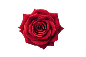 Red Rose Blooming V2 Vinyl Car Decal Sticker – Waterproof & UV-Resistant 8" Red Rose Blooming V2 Vinyl Car Decal Sticker – Waterproof & UV-Resistant 8"