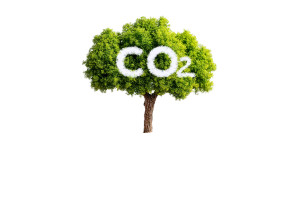 Hand Holding Tree Vinyl Car Decal Sticker – Waterproof & UV-Resistant 8"